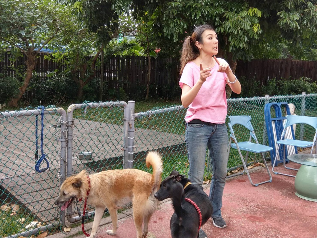 寵物行為訓練師安妮老師來到新北市板橋動物之家，希望透過矯正毛孩們的行為問題，增加認養機會。新北市動保處/提供