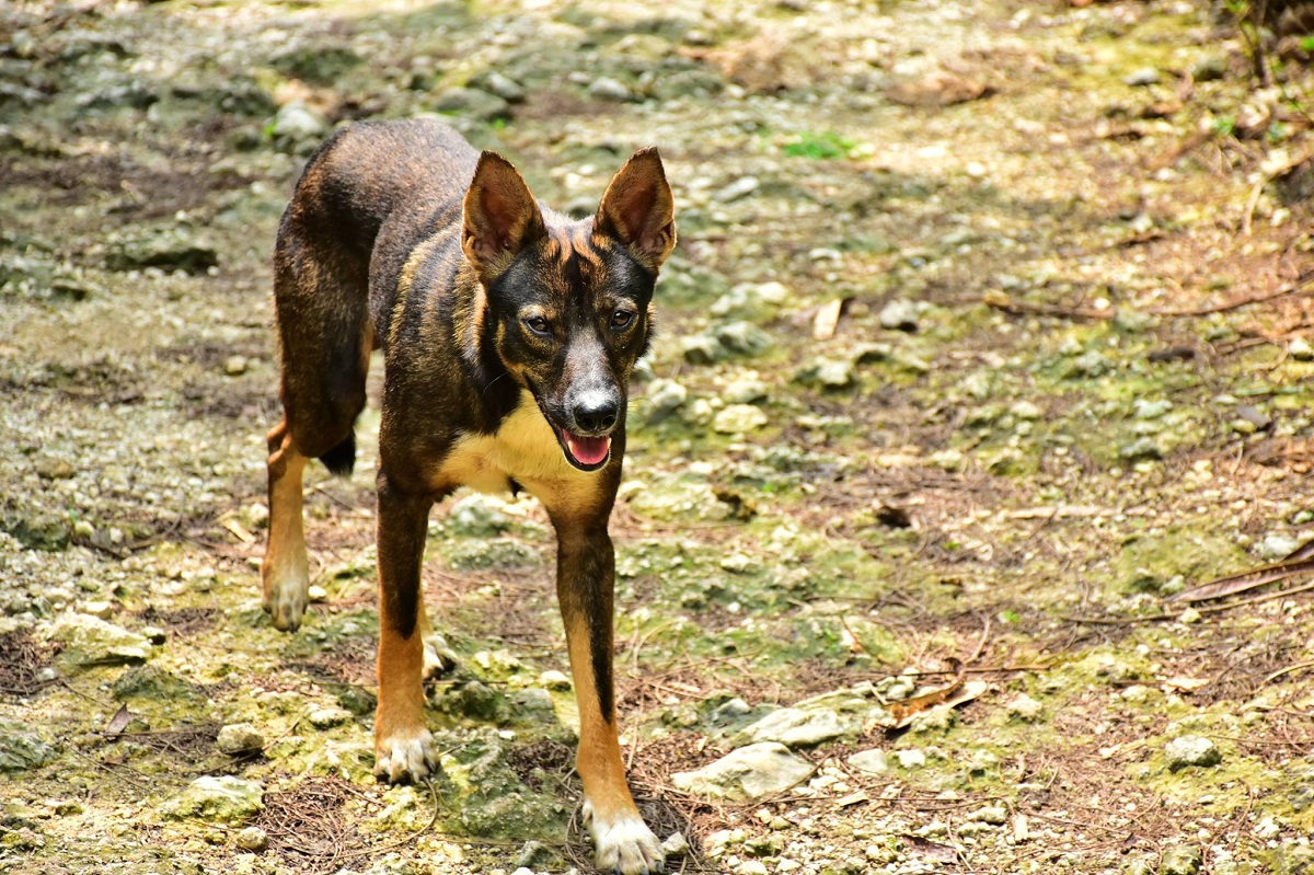 壽山也有長得十分漂亮的浪犬，只是很可惜牠沒有家、沒人疼，而成為野生動物的夢魘。林先生/提供