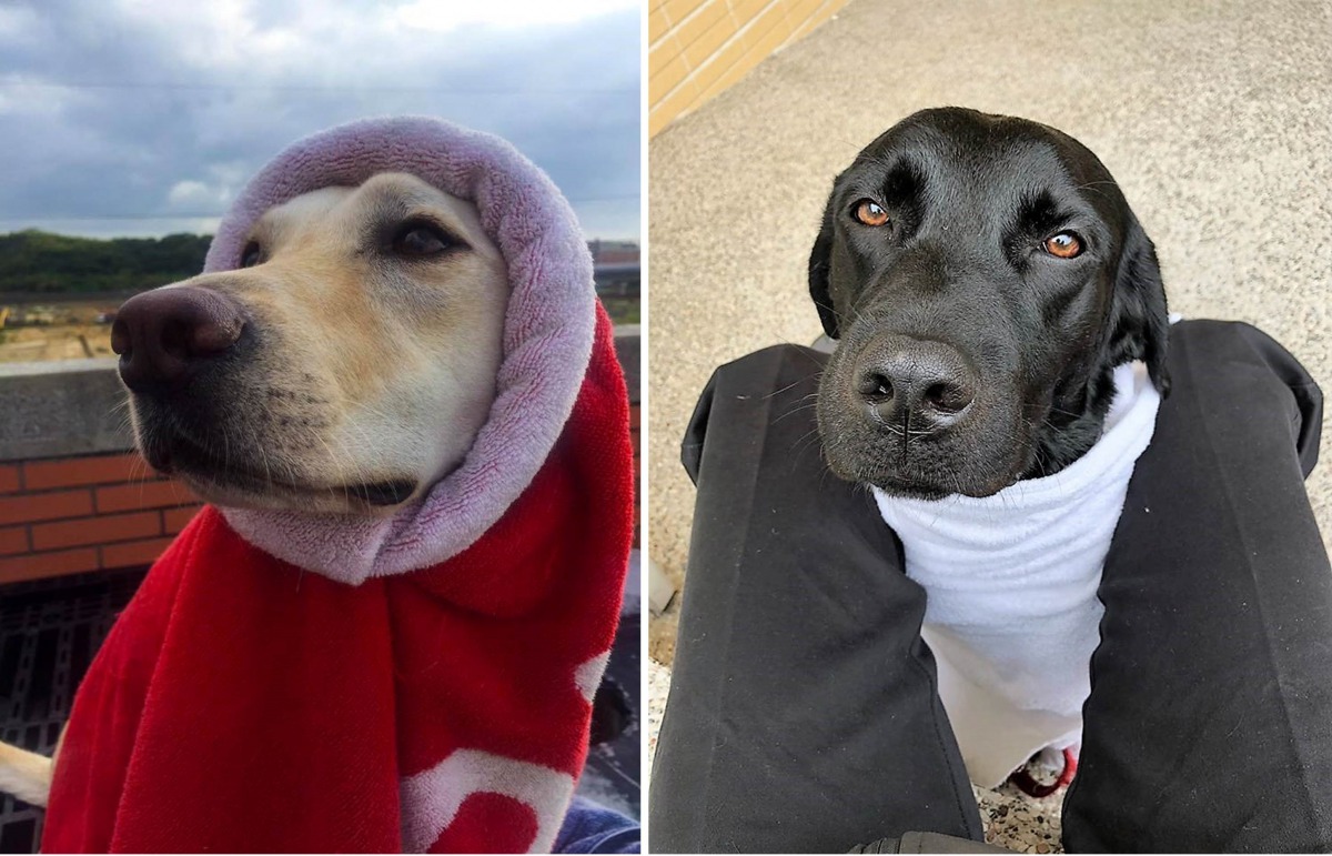 帥氣的搜救犬們,賣起萌來也是電力十足。左圖為Nara,取自桃園市政府消防局搜救犬隊,右圖為巧克力,取自活動網站。