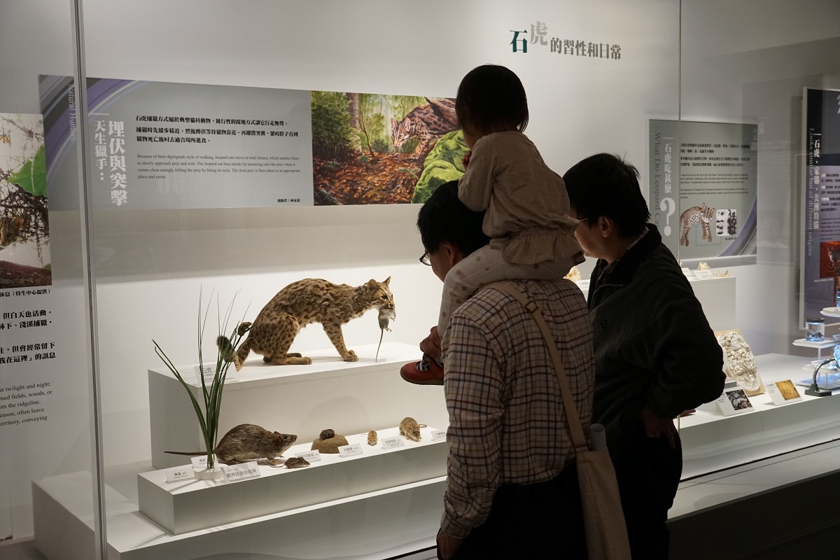 《石虎的美麗家園》是親子一同近距離觀察石虎的好機會。科博館/提供
