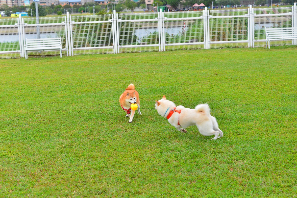 「寵物登記」及「疏縱寵物」的勸導期刪除,加強飼主責任。資料照,台北市動保處/提供