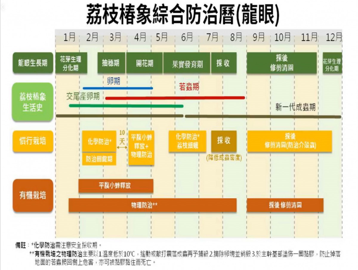 荔枝椿象防治曆（龍眼）。翻攝農委會直播影片