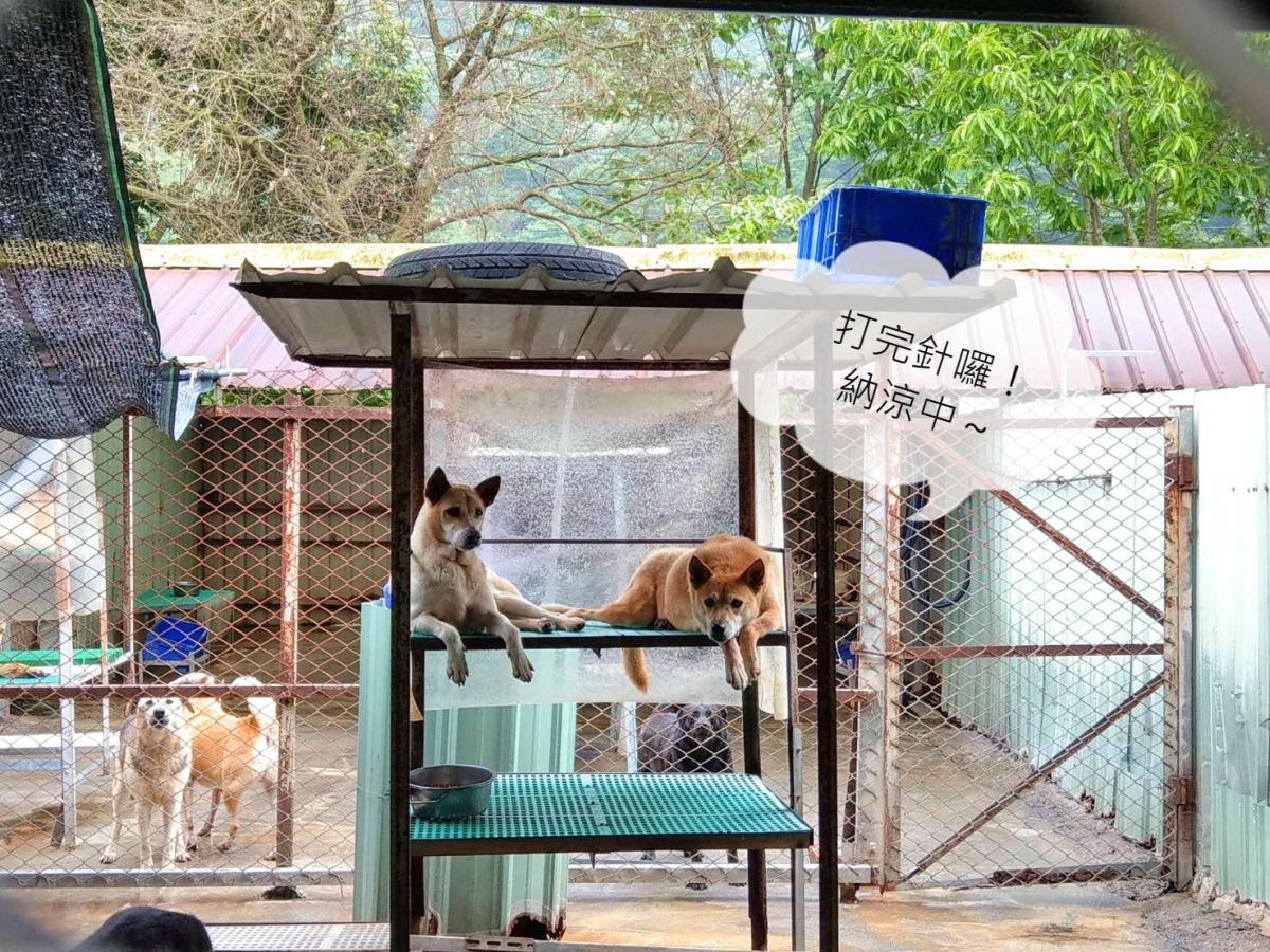 337隻狗狗的打針任務只花一個上午就完成。陳璽安/攝