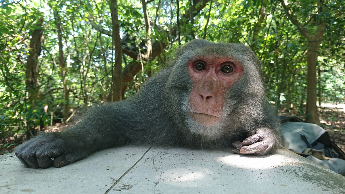 透過生態導覽，能提升人猴相處的和諧，也讓台灣獼猴能成為壽山的亮點。台灣獼猴共存推廣協會/提供
