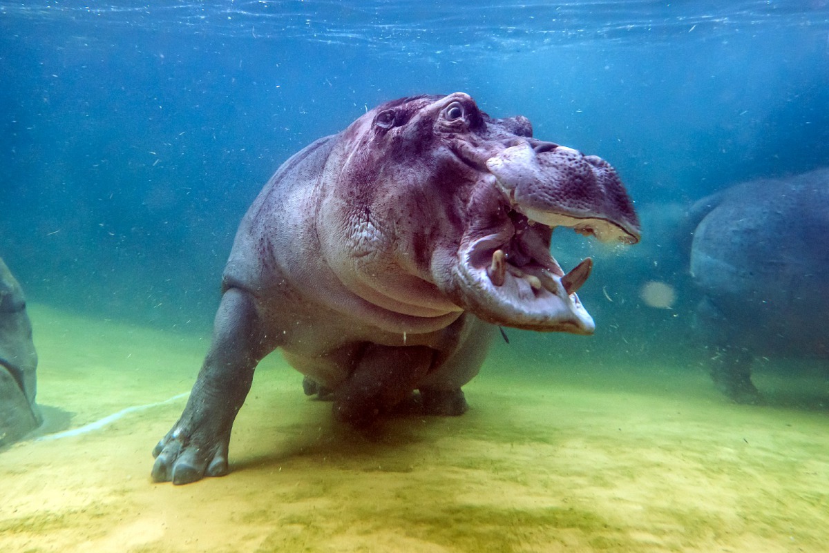 著體型優勢的爸爸「菲忠」在第二次混群時給了下馬威,讓「娜竹忠雨」受了點皮肉傷。圖為「菲忠」,台北市立動物園/提供