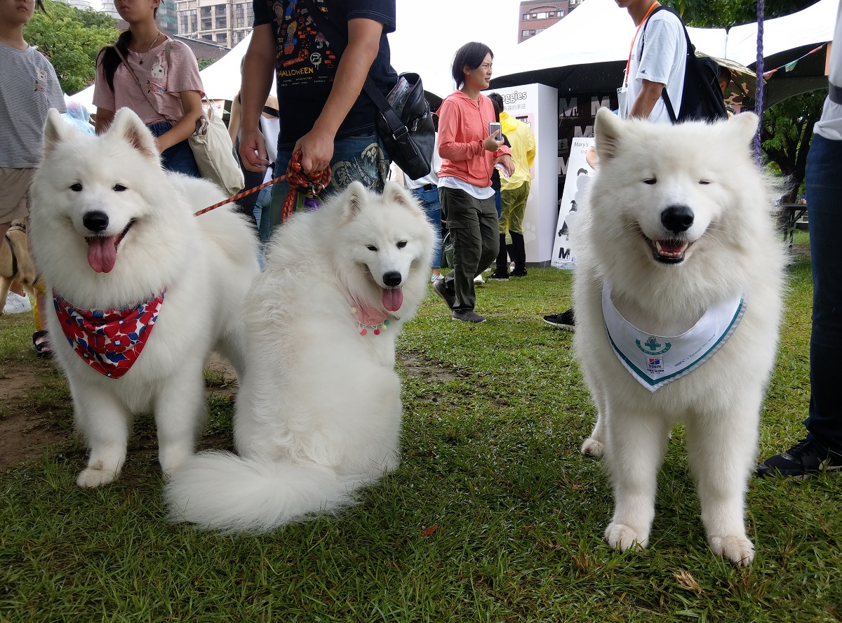 民眾熱情不減，帶著狗狗一同參與活動。陳璽安/攝