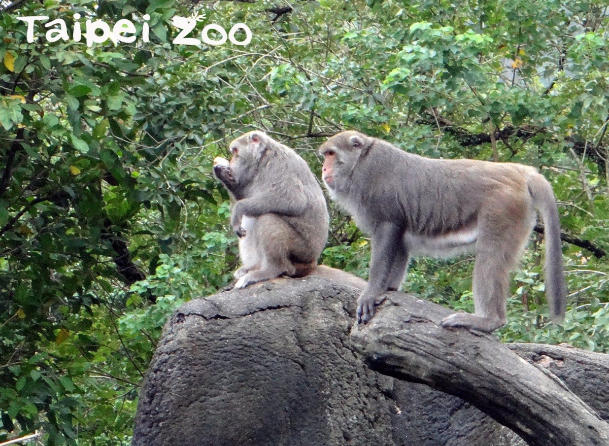 挑食還耍小心機的台灣獼猴讓保育員又氣又好笑。台北市立動物園/提供