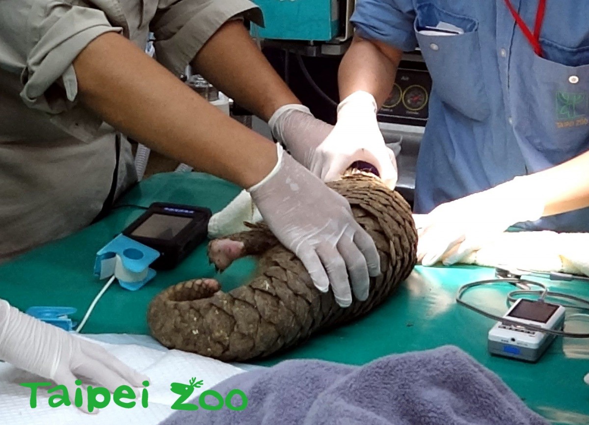若見到有明顯外傷的穿山甲，就要通報動物保護處及動物園著手進行救傷工作。台北市立動物園/提供