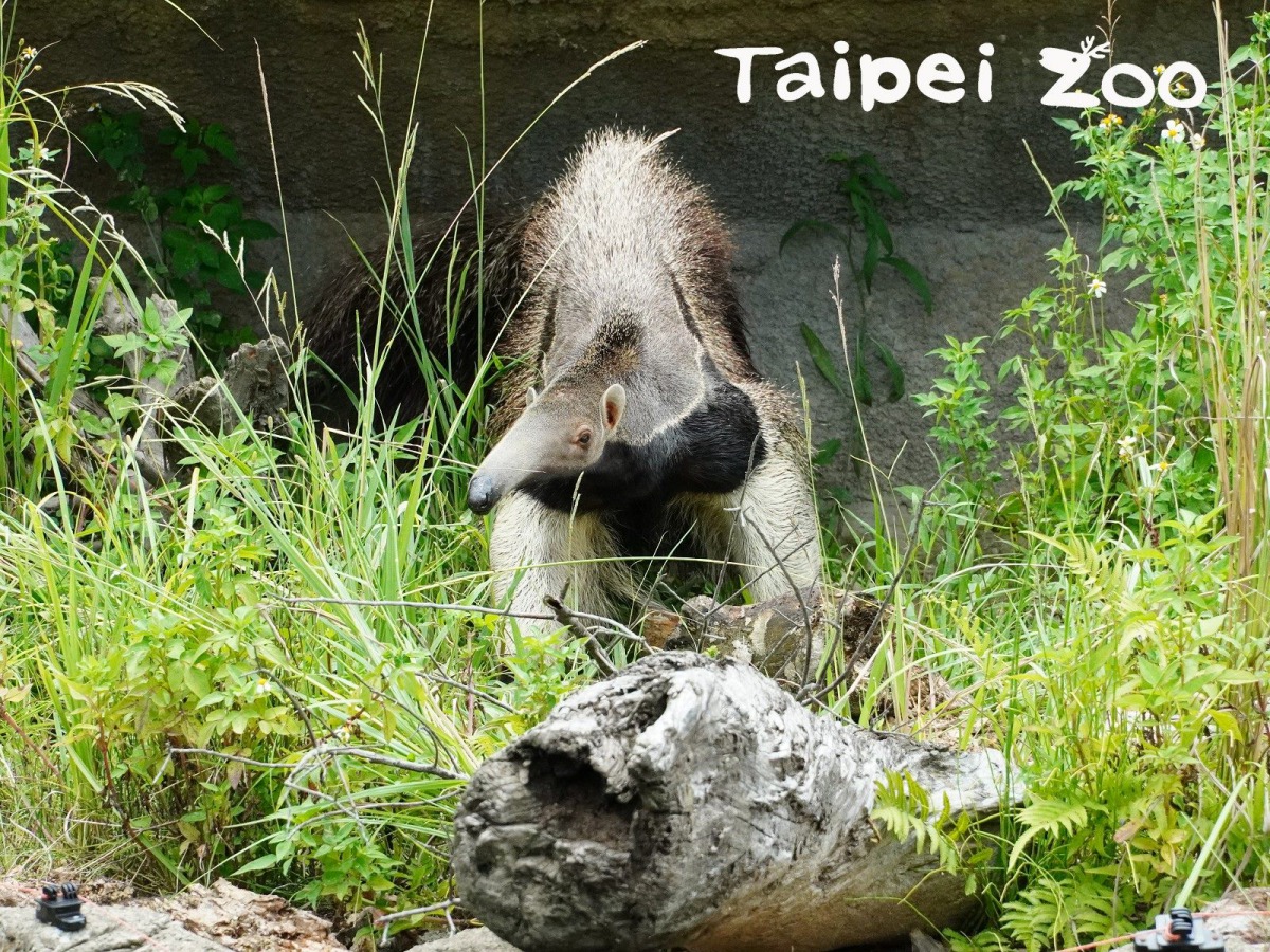 保育員搬了漂流木、木屑、乾草等素材布置在島上，讓動物們有更多的傢具。台北市立動物園/提供