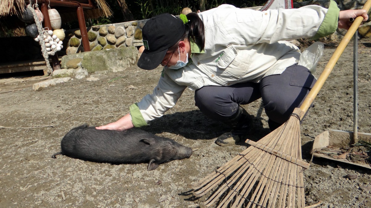 保育員趁著場地清理的機會，和豬寶寶進行親近訓練。台北市立動物園/提供