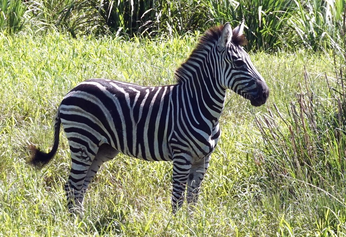 查普曼斑馬接近臀部較粗的白色斑紋中,會有明顯的淺灰色陰影。台北市立動物園/提供