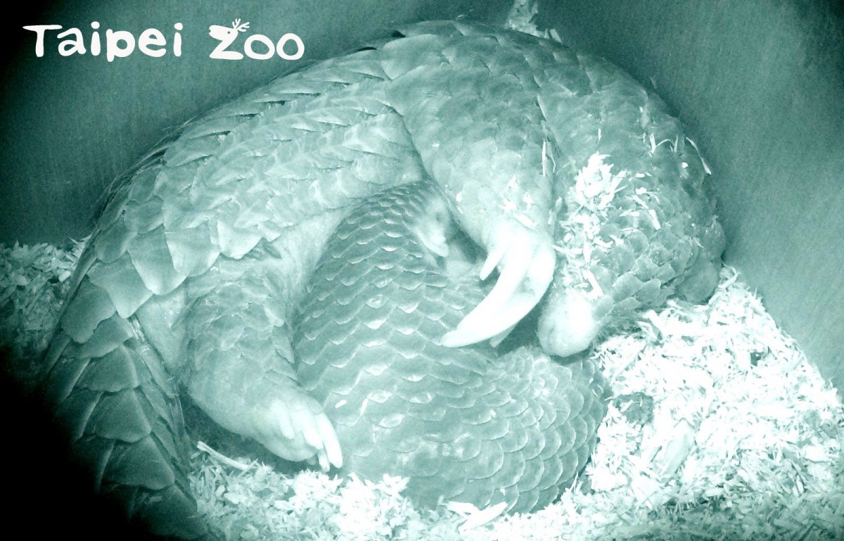 穿山甲寶寶「Dumbo」窩在媽媽「枇杷膏」懷裡喝母奶。台北市立動物園/提供