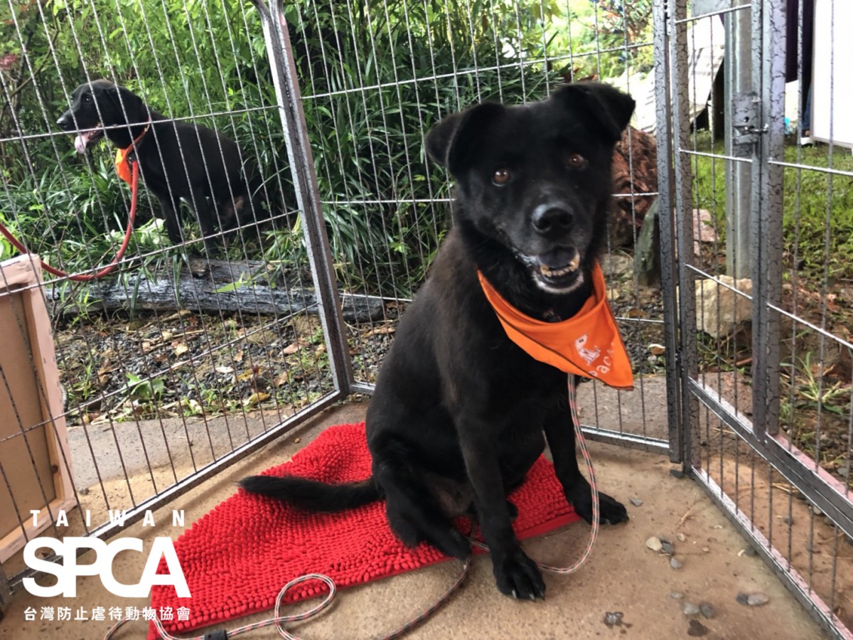 很享受被抱抱的Tanny。台灣防止虐待動物協會/提供