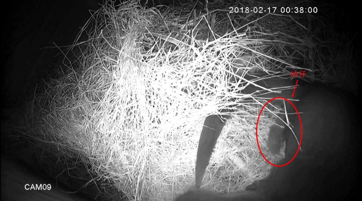 在第1隻寶寶出生12小時後，「金莎」的第2隻寶寶順利誕生！台北市立動物園/提供