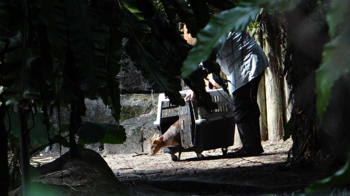 健檢完畢返家的山羌。台北市立動物園/提供