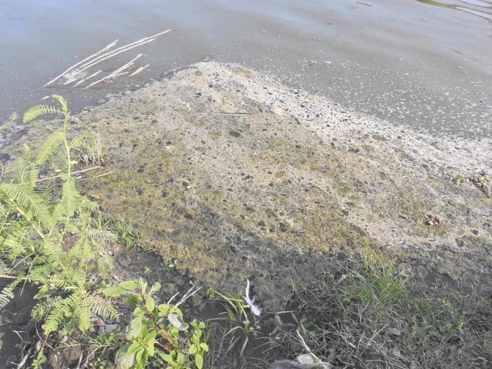 林昆海指出，若不改善水質，每年都會有肉毒桿菌中毒事件發生。林昆海/提供