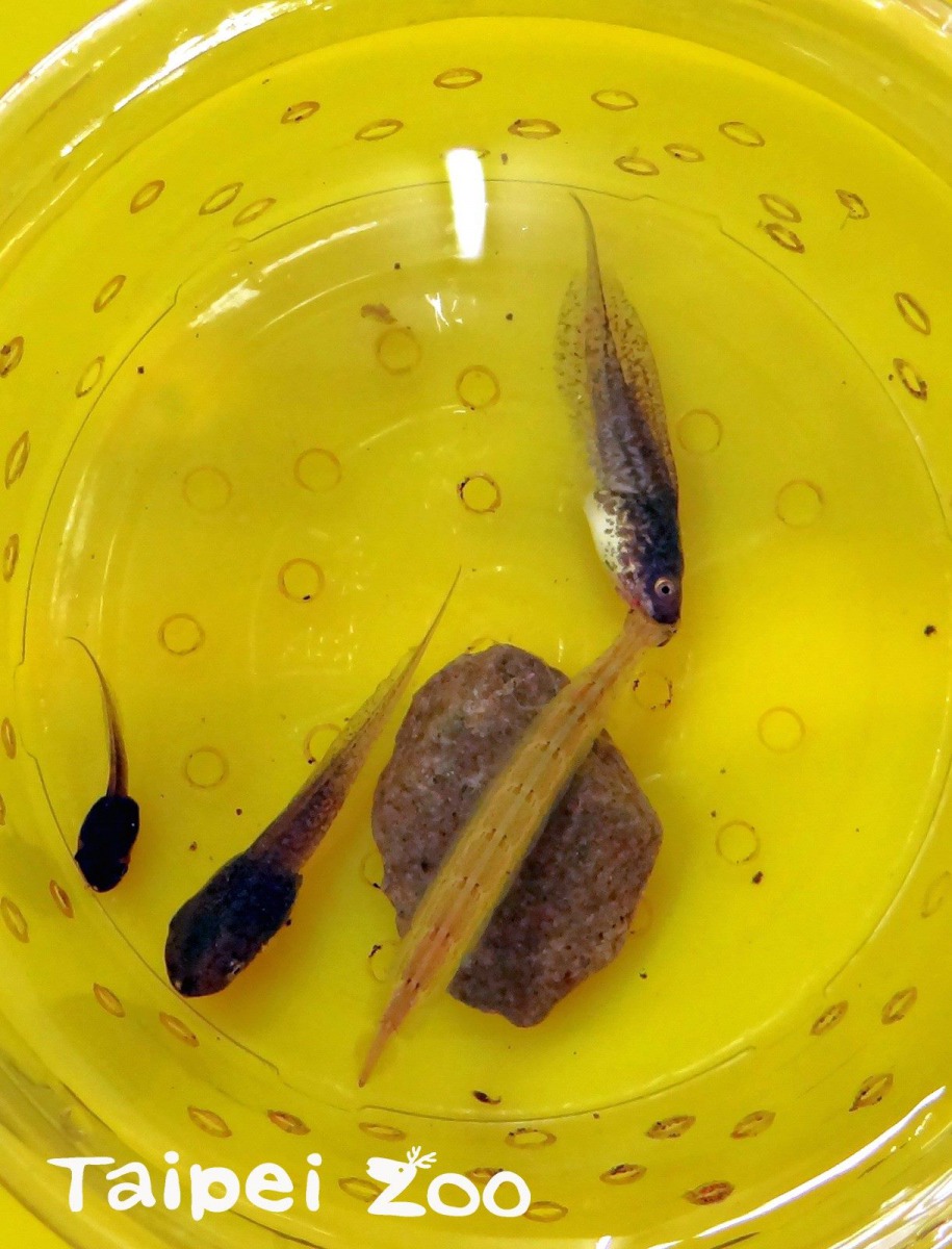 龍蝨幼蟲捕食斑腿樹蛙蝌蚪。台北市立動物園/提供