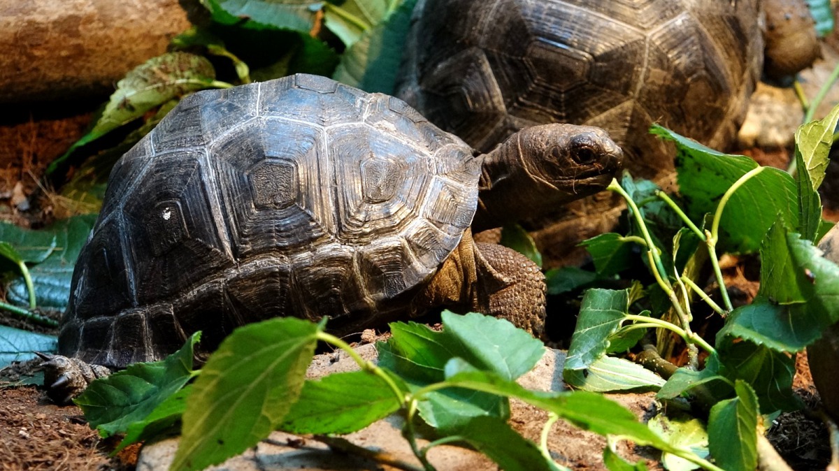 平時溫和的亞達伯拉象龜，想要吃的時候就會不顧一切、勇往直前。台北市立動物園/提供