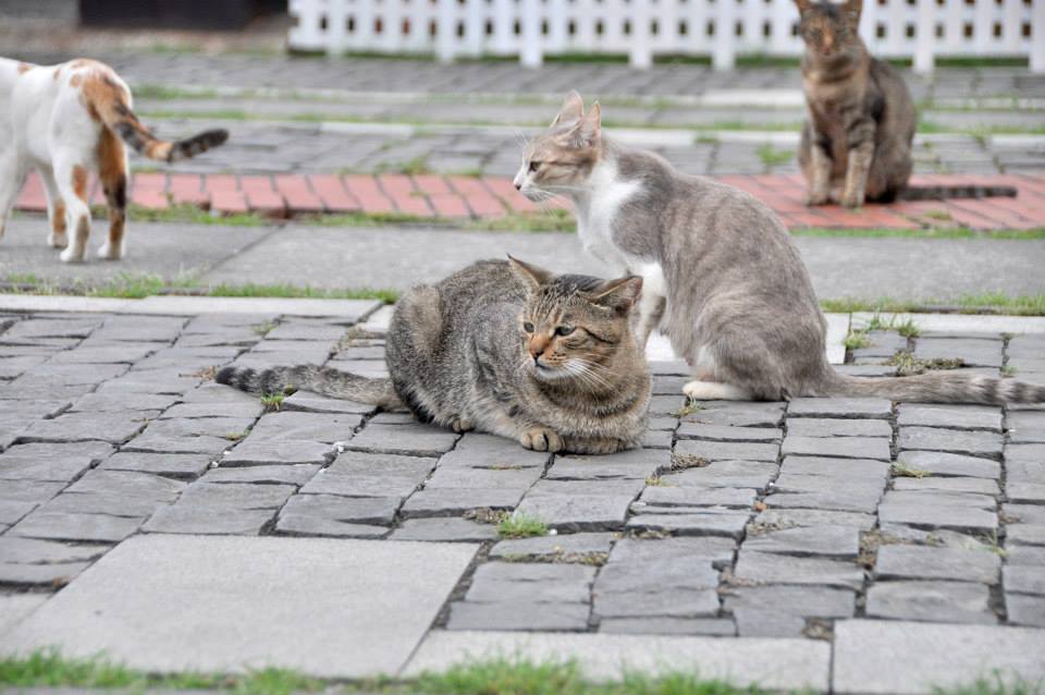 新北市動保處也呼籲前往貓村的遊客，應遵守貓村四不一要，一起守護猴硐貓村。圖為貓村願景館附近聚集的貓隻，新北市動保處/提供