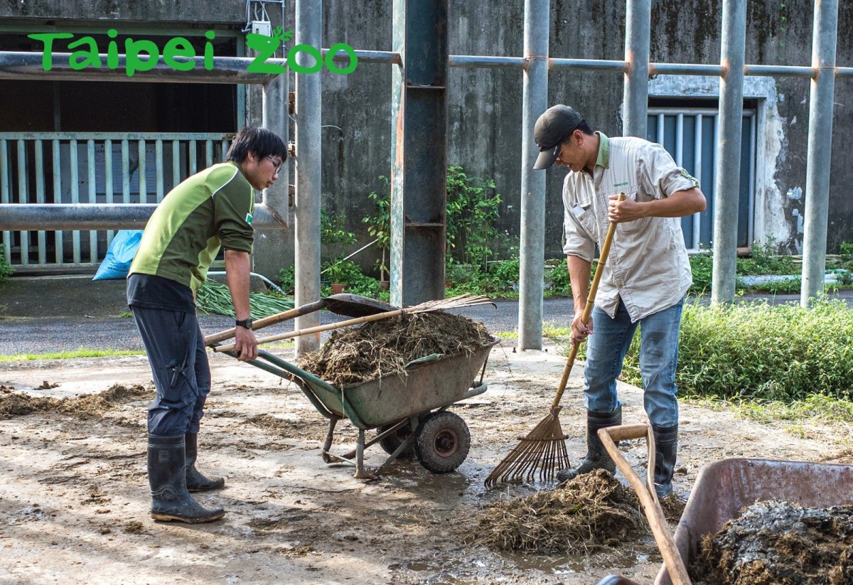 每當有新的保育員來報到,非洲象自有一套試探的方法。台北市立動物園/提供
