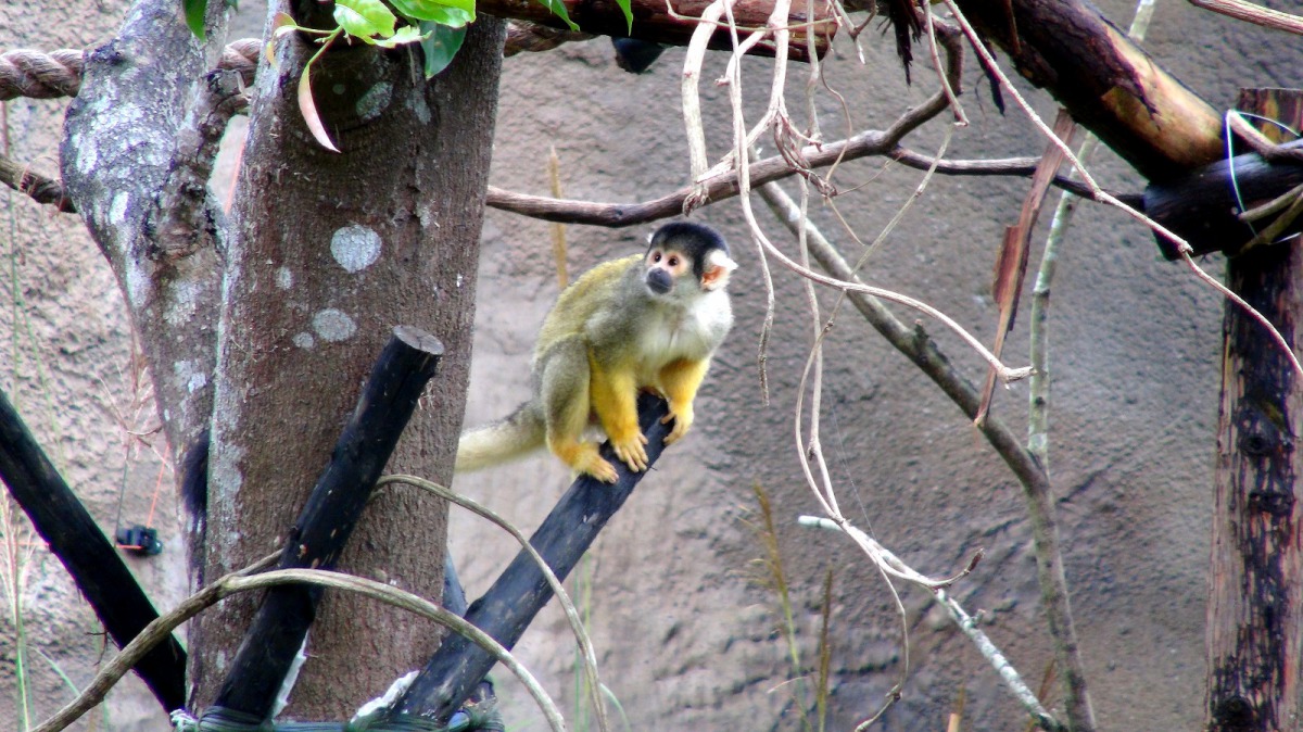 新家的戶外活動場沒有網籠阻隔視線,未來民眾將可以近距離地觀察牠們的一舉一動。台北市立動物園/提供