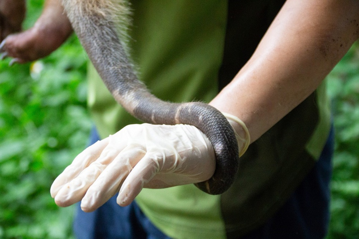 南美小食蟻獸攀爬時尾巴就像第五隻手有抓握能力。台北市立動物園/提供