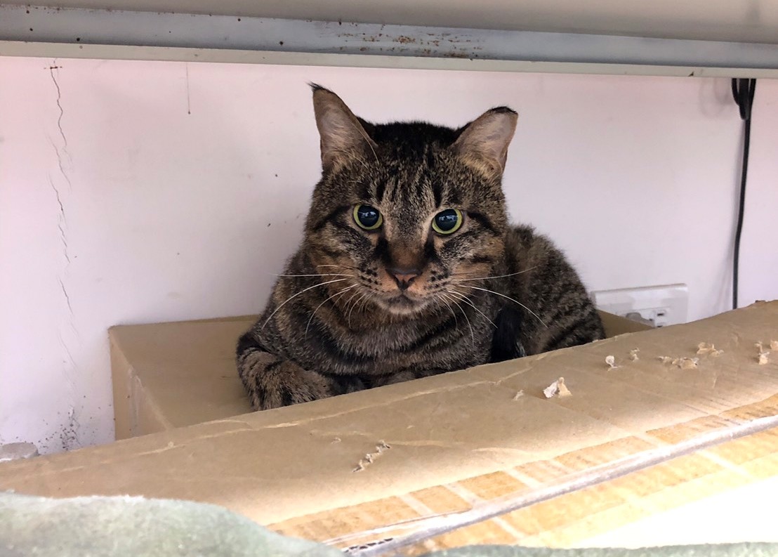 恢復健康的「歐米」已經找到新家囉！新北市動保處/提供