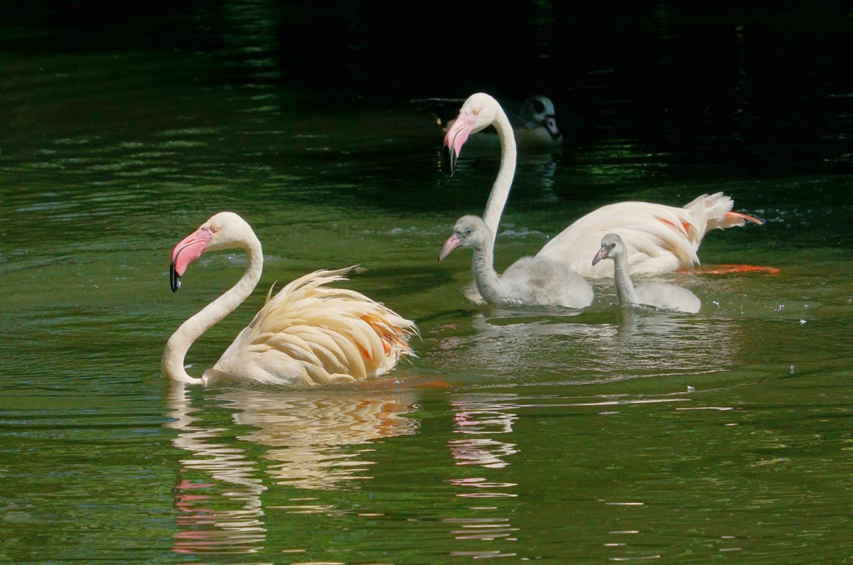 瞧大紅鶴寶寶努力地想跟上爸媽的神情,是不是很可愛呢?詹德川/攝