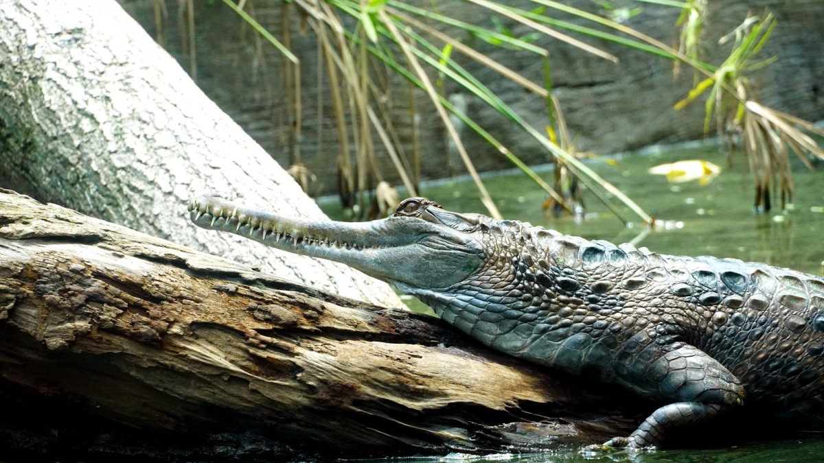 隨著季節變換,當氣溫逐漸下降,馬來長吻鱷的活力也明顯降低。台北市立動物園/提供