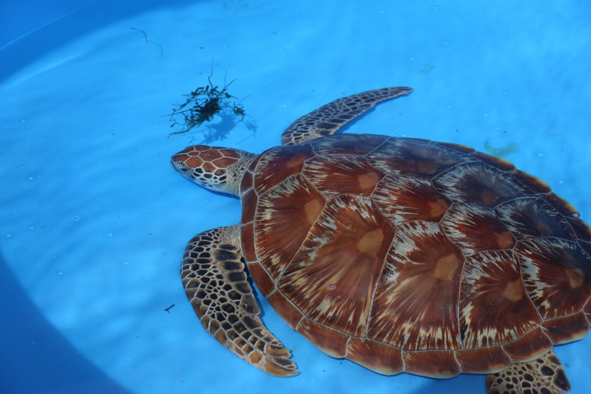 「鐵支」經過多天的照護才恢復正常呼吸。金門縣建設處/提供