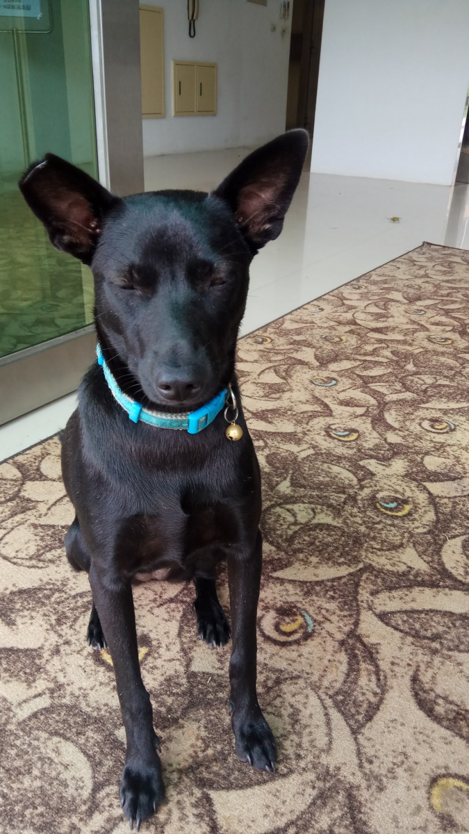 閉眼拍照的安安。新北市動保處/提供