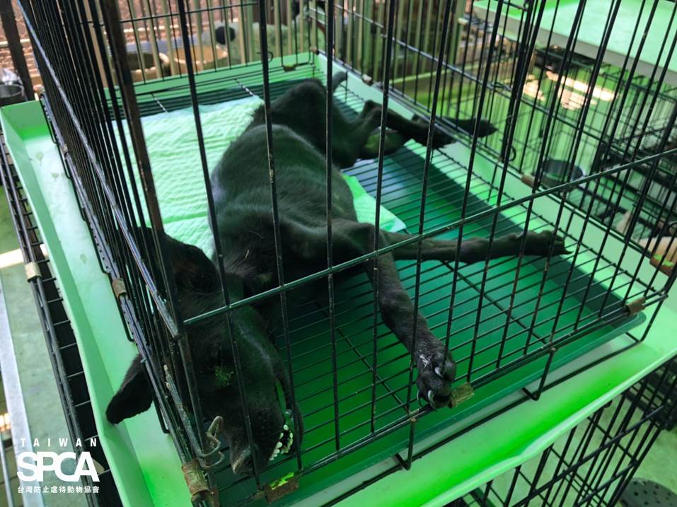 病弱的狗,已經奄奄一息,無法被及時發現與治療。台灣防止虐待動物協會、台灣動物保護行政監督聯盟/提供