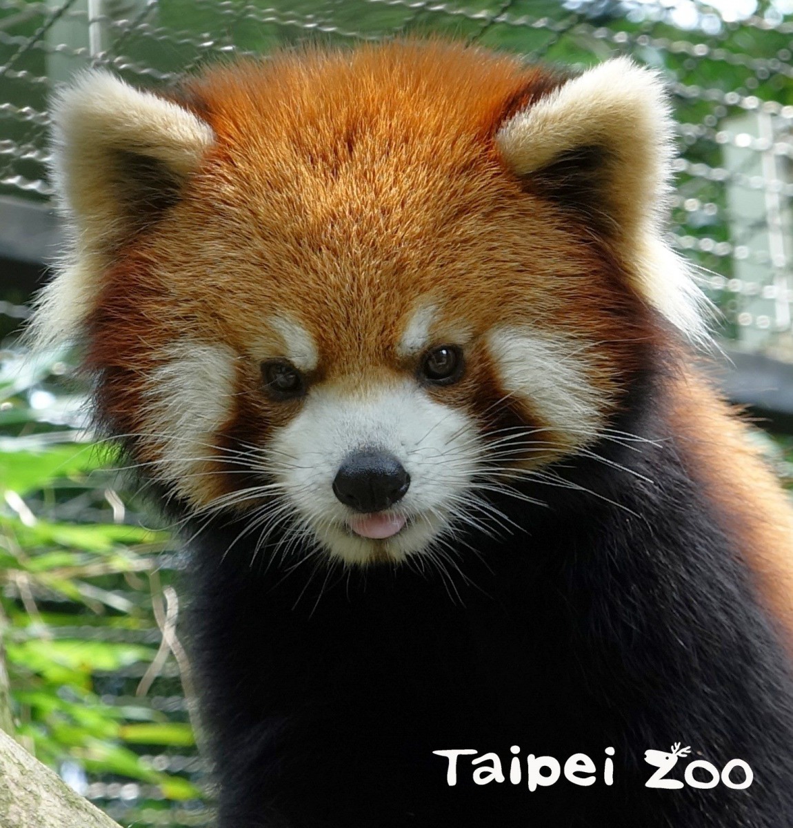 小貓熊「可頌」最喜歡的食物是紅蘿蔔。台北市立動物園/提供