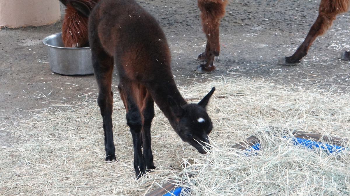 羊駝寶寶開始模仿媽媽、阿姨們採食牧草。台北市立動物園/提供