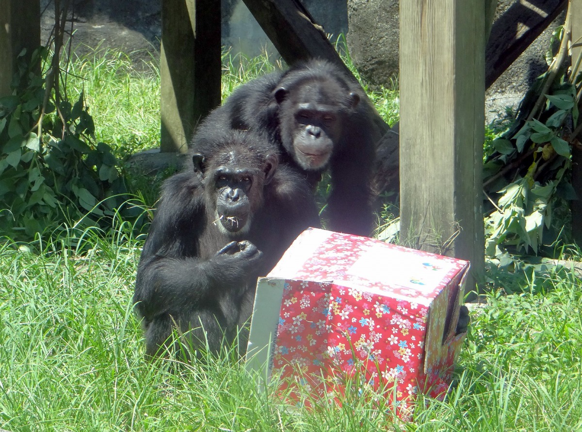 一箱箱的神秘禮物盒，裡面裝了黑猩猩們愛吃的核桃和水果。台北市立動物園/提供