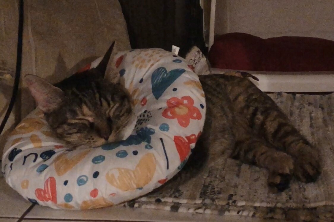 「咪兔」在新家悠哉地生活。新北市動保處/提供