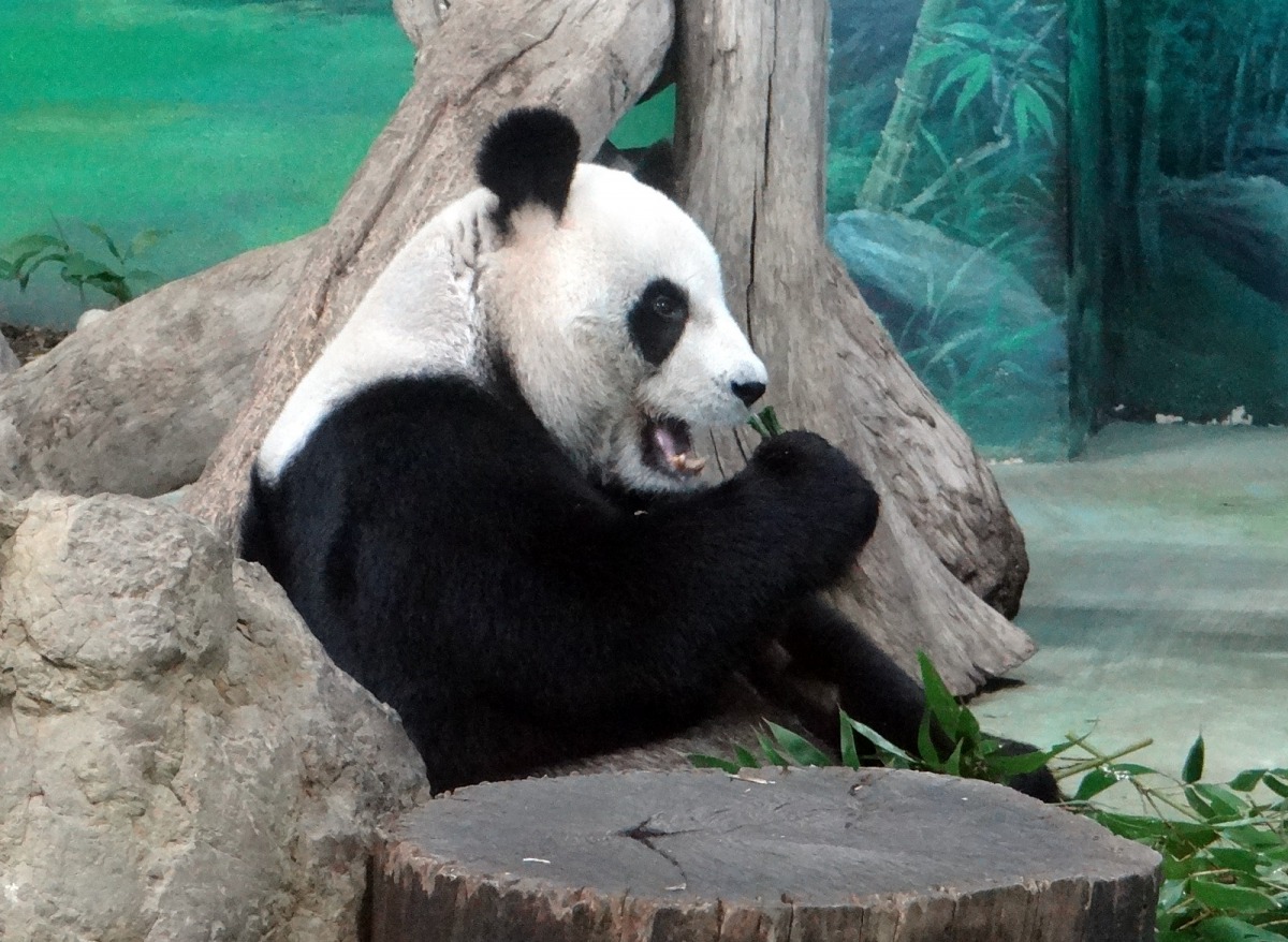 「圓圓」因為名字中有個「圓」字,所以往年通常都是以圓型蛋糕作為造型,今年也沒例外。台北市立動物園/提供