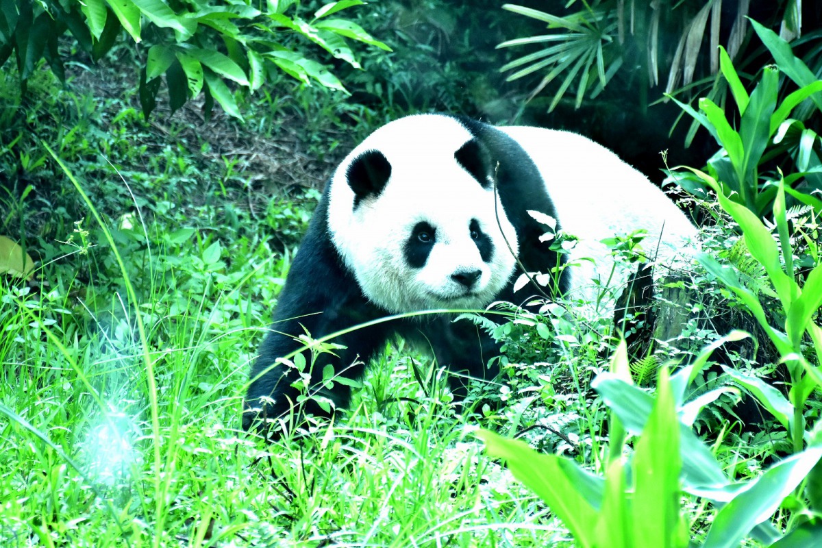 圓仔」不知是不是長大成熟變穩重了,今年還未見她展現以往的「拆樹計畫」。台北市立動物園/提供