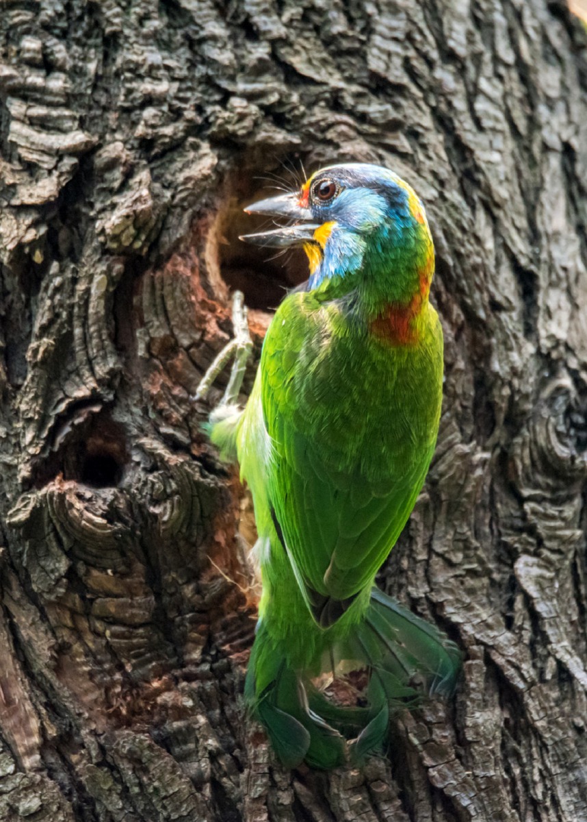 正急著在樹上打洞的五色鳥。台北市立動物園/提供