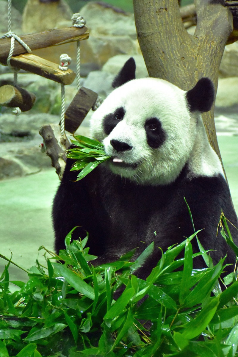 中秋節當天11點，保育員也有為大貓熊家族準備應景的月餅，歡迎大家連假到動物園來團圓唷！圖為大貓熊「圓圓」，台北市立動物園/提供