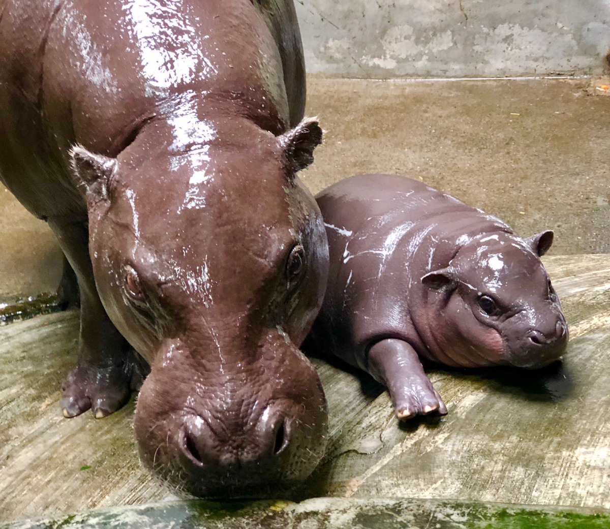 侏儒河馬媽媽「春圓」和寶寶形影不離。壽山動物園/提供