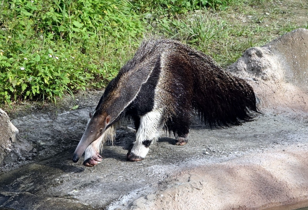 棕蜘蛛猴有「屁孩」行為_大食蟻獸姊姊沒在怕！台北市立動物園/提供