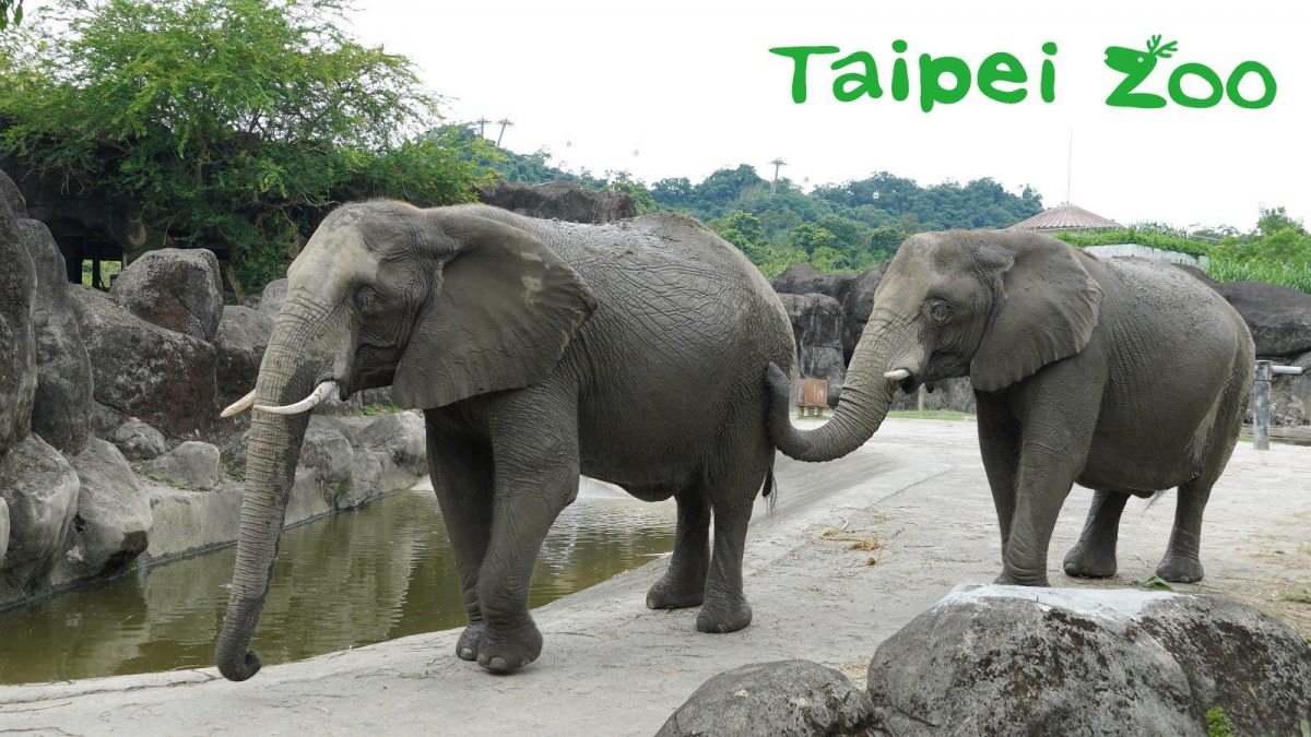 走!上課囉!台北市立動物園/提供