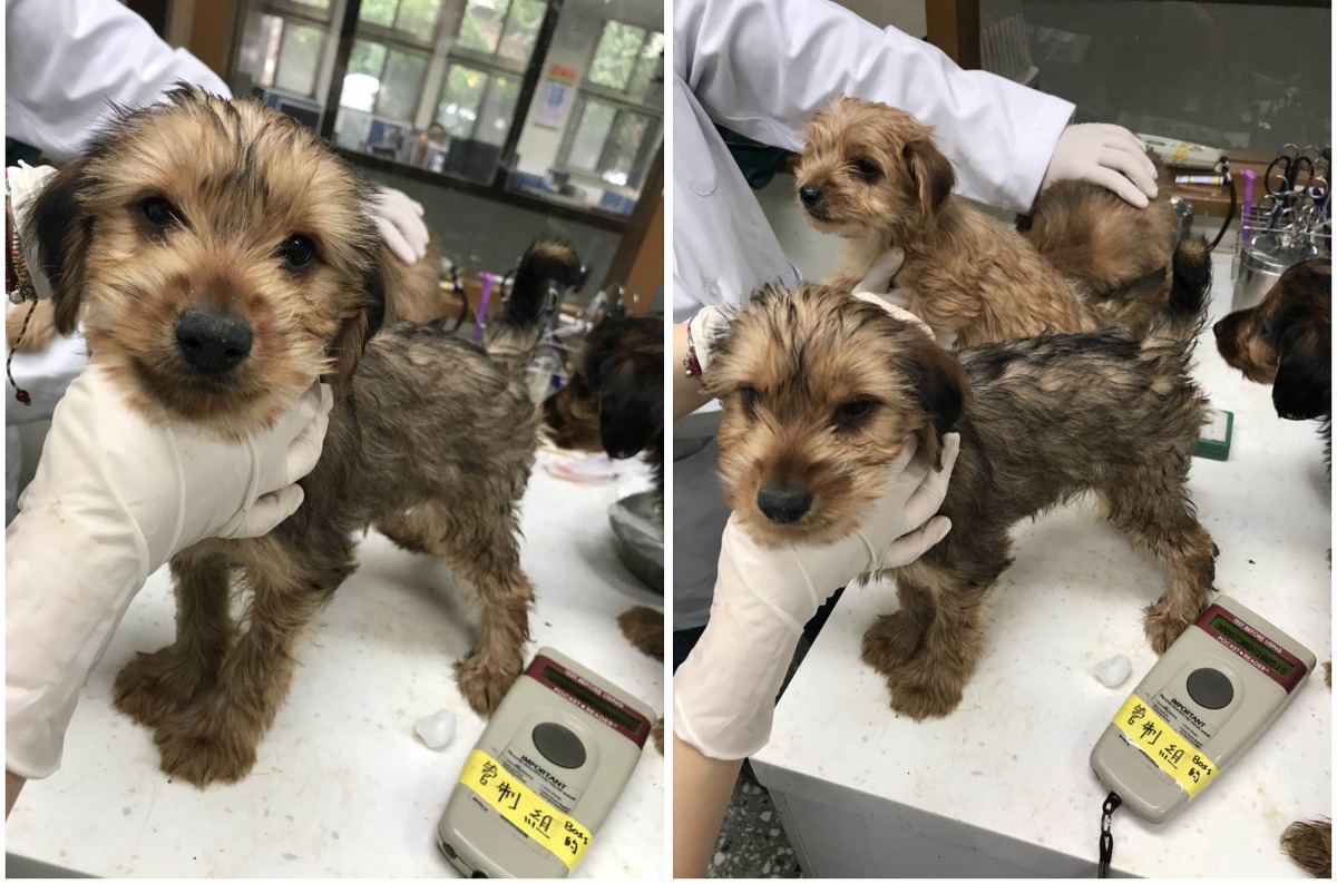獸醫為犬隻進行健康檢查、清理毛髮，之後會視犬隻狀況開放民眾認養。新北市動保處/提供