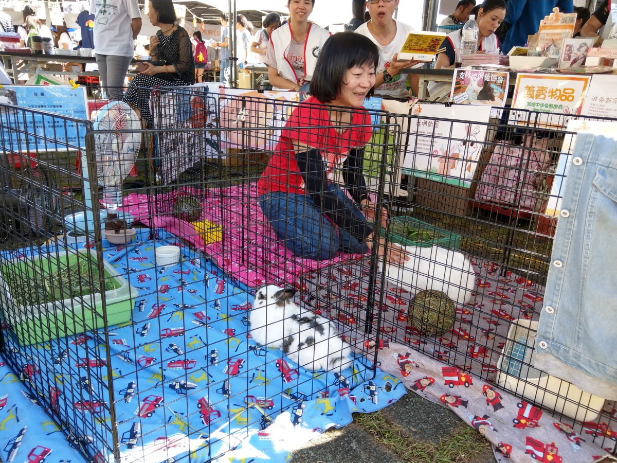 流浪兔協會在場宣導認養兔子的注意事項。陳璽安/攝