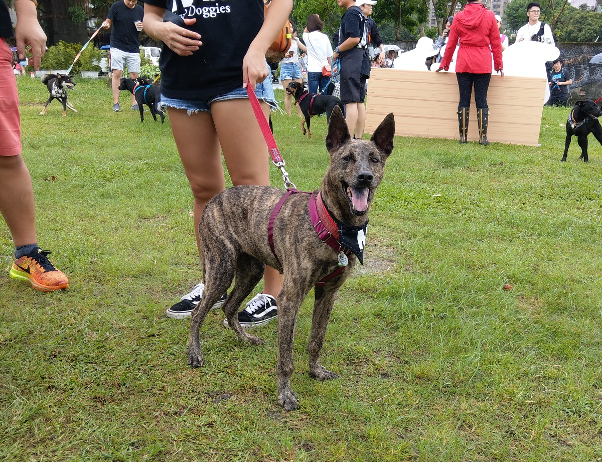 「Dog是好朋友 汪汪友善日」題倡領養前應做好充足準備，領養後應學習如何與狗狗溝通，避免因為不理解狗狗習性而棄養。陳璽安/攝