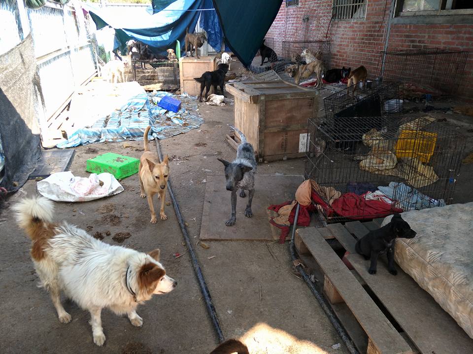 現場成犬與幼犬混養。林品家/提供