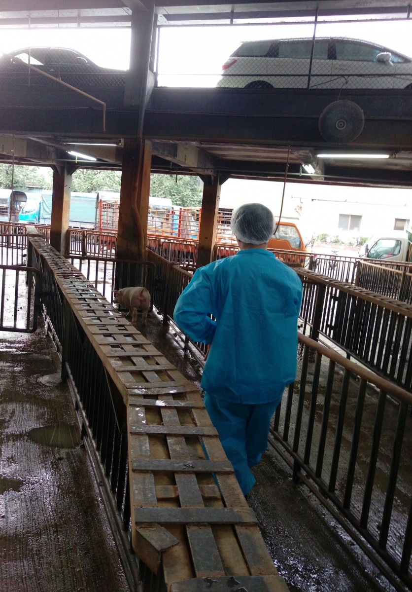 我國即將於7月停止施打口蹄疫疫苗，防疫工作不可少。圖為獸醫師觀察動物健康情形。資料照片，新北市動保處/提供