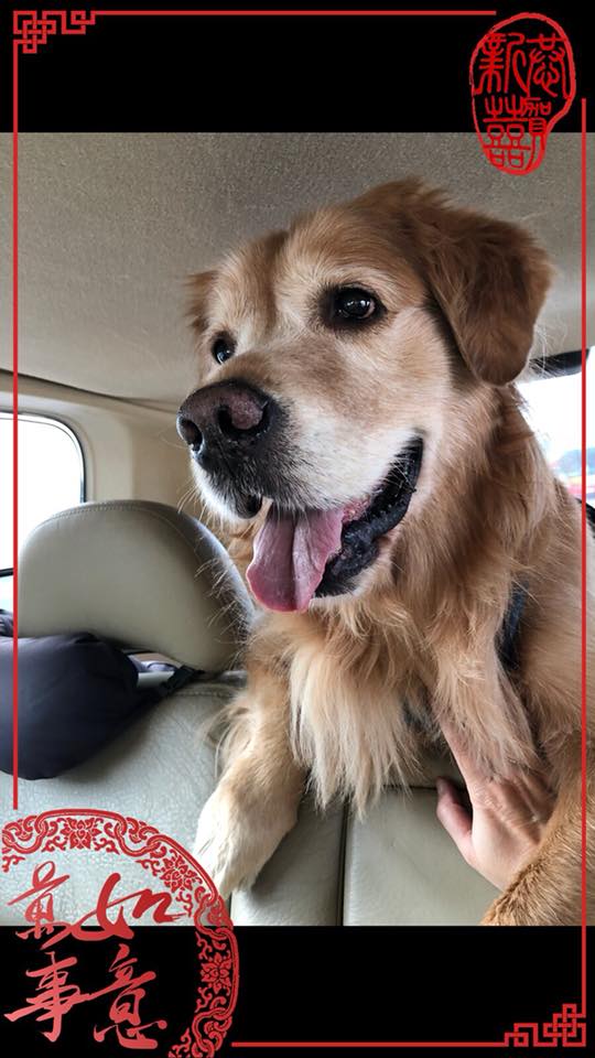 如果你在2011年遺失了一隻4歲左右的黃金獵犬,牠曾經得過艾利西體症、胃部開過刀、右大腿曾斷掉而釘了4支鋼釘,歡迎與林小姐的姪女連絡。林小姐/提供