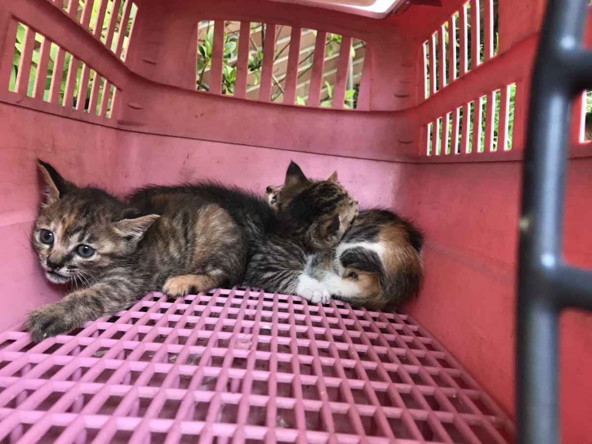 3隻小貓都無明顯外傷,個性都很親人,正在新店動物之家等待合適的家。新北市動保處/提供